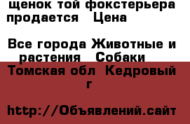 щенок той-фокстерьера продается › Цена ­ 25 000 - Все города Животные и растения » Собаки   . Томская обл.,Кедровый г.